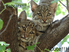 bobcats.jpg
